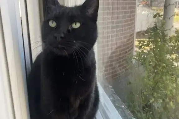 Lost Black Cat: Green Eyes, Scar, Framingham