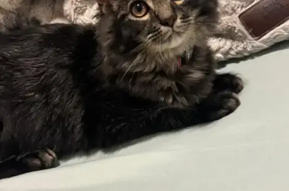 Lost Grey Cat, 8 Months, Sandbar St.