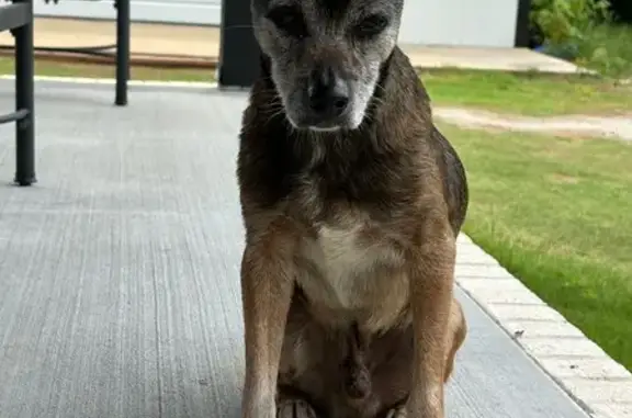 Found Dog: White Paws & Curly Tail