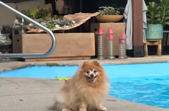 Lost Pomeranian: Brown-Orange, Gurnee