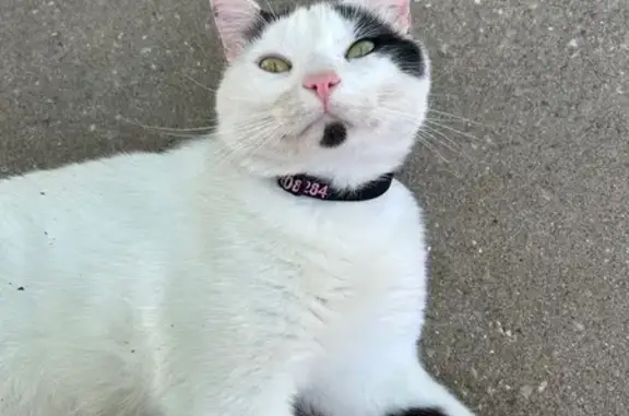 Lost Cat: White & Black, South Liberty Dr