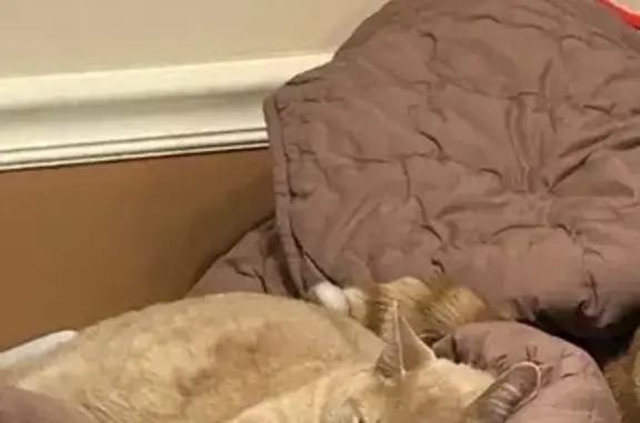 Lost Cat Buff: Missing Near Spellman Park
