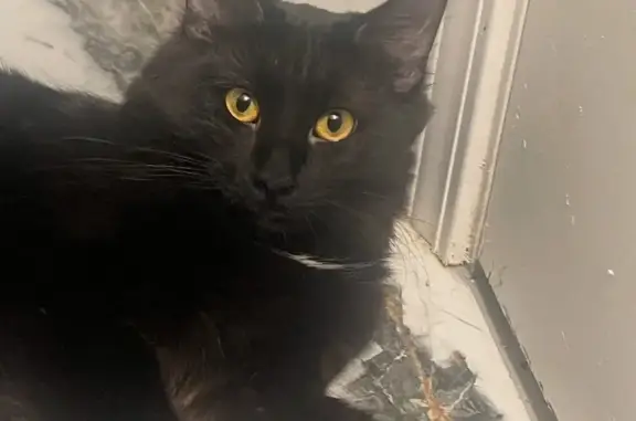 Lost Black Cat: 9mo, Reuter St, Dearborn