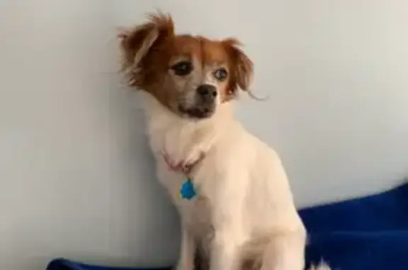 Help Find Penny: Lost Senior Papillon Mix