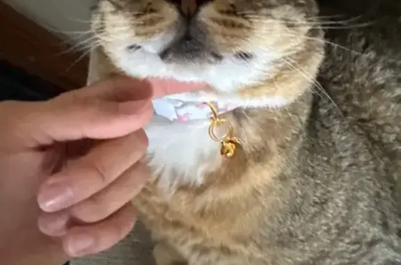 Lost Grey Tabby: Calm, Unique Ear, Manhasset