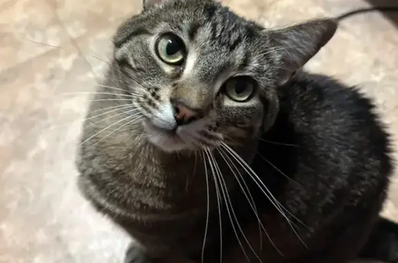 Friendly Tabby Missing on Manor Road