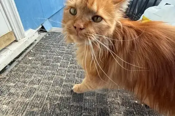 Lost Sweet Orange Tabby - Salem Area