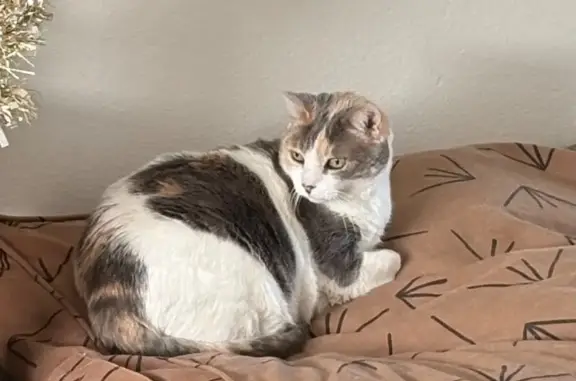 Lost Calico Cat: East Nisbet Rd, Phx