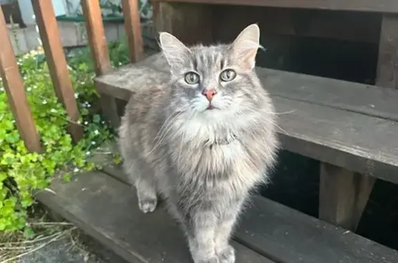 Help Find Miss Kitty: 17-Year-Old Lost Cat