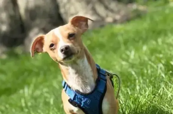 Lost Tan Chihuahua: Call If Found!