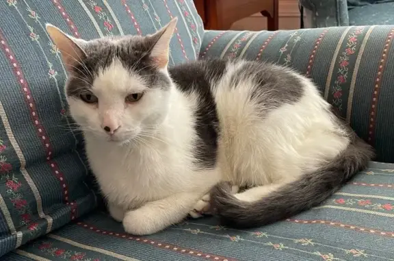 Lost Cat: Pink Nose, Speedliner Dr.