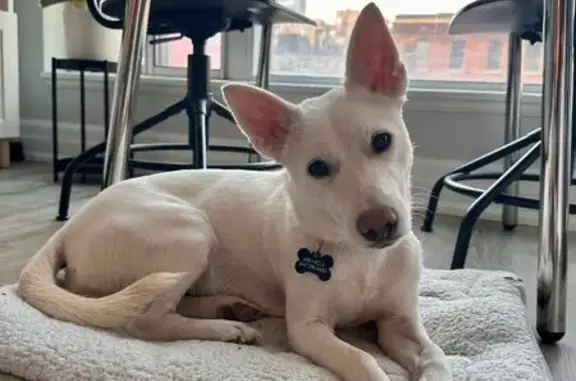 Lost: Timid Jindo Mix in Rosedale Area