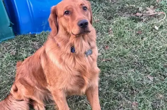 Lost: Friendly Golden Retriever in Obetz