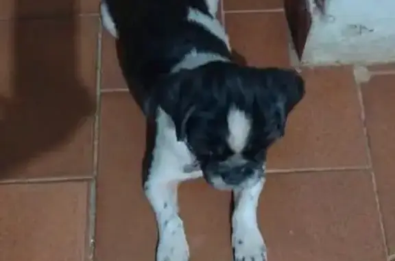 cachorro desaparecida
