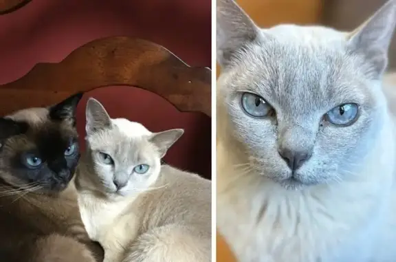 Lost Tonkinese Cat Minnie on Nashua Rd