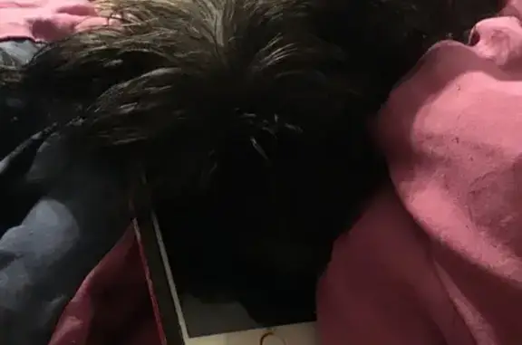 Lost Yorkiepoo: Suki, White & Black