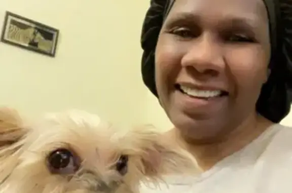 Lost and found pets , photo: Found Energetic Dog: Pink Collar, Cohoes