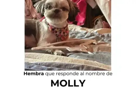 ¡Ayuda! Perrita perdida en Ciudad Neza