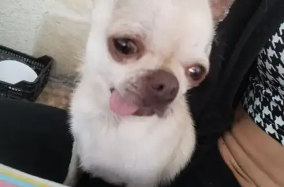 Chien trouvé Montlouis-sur-Loire, photo: Chihuahua beige trouvé à Montlouis-sur-Loire