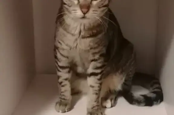 Chat perdu, , photo: Chatte tigrée grise perdue à Théziers