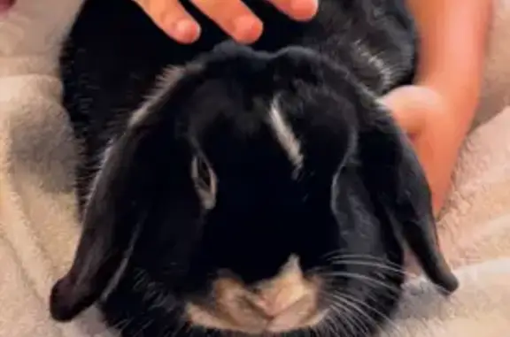 Lost Rabbit: Friendly Escapee...
