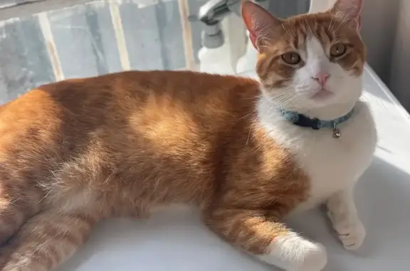 Lost Cat: Blue Collar, Rim Rd, El Paso