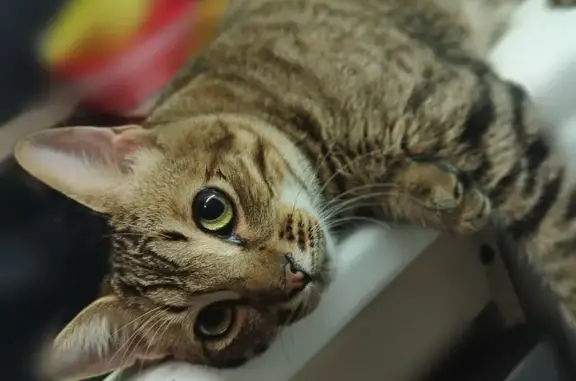 ¡Ayuda! Truco, gato atigrado p...