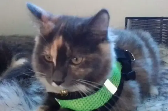 Missing: Timid Tortoiseshell C...