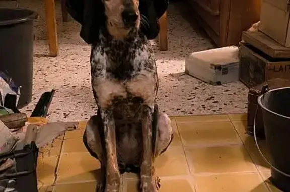 Animaux perdus , photo: Chienne perdue à Lauris, craintive et gentille