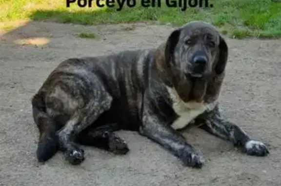 Perro Mastín Perdido en Gijón:...