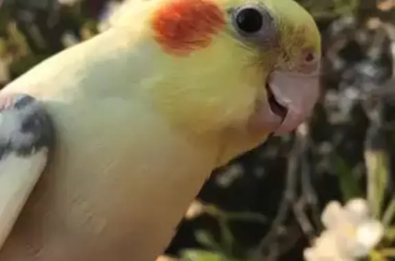 Lost Cockatiel: Light Yellow &...