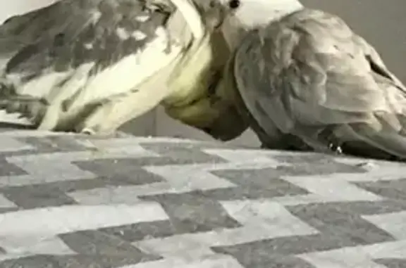 Lost Cockatiel: White & Grey i...