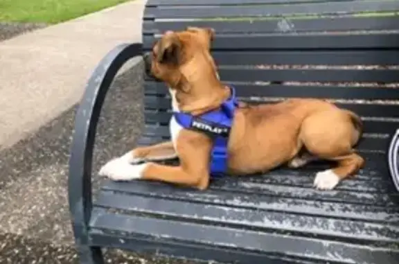 Missing Boxer-Staffy Mix: Sox...