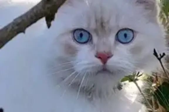Chat blanc aux yeux bleus perdu à Loperhet - photo