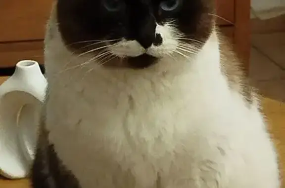Chat perdu, Soustons, photo: Chatte perdue bi-colore, craintive, Soustons