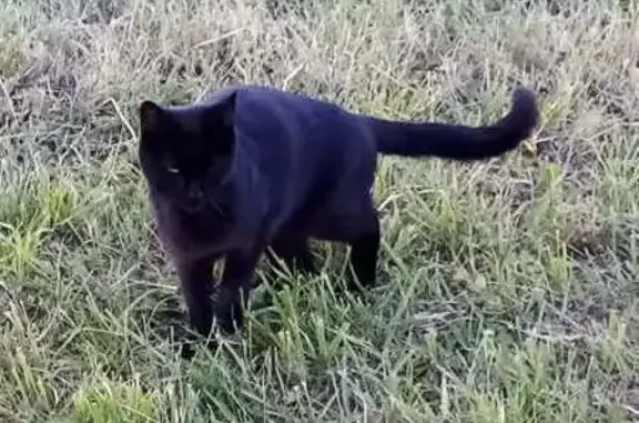 Chat noir sociable trouvé à Savigny-en-Revermont - photo
