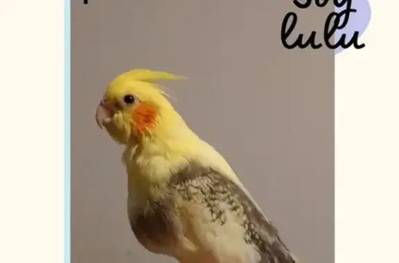 Ave Perdida: Mansita y con Pec...