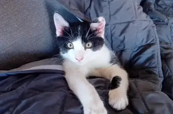Chat perdu, Gumbrechtshoffen, photo: Chat noir et blanc perdu à Gumbrechtshoffen