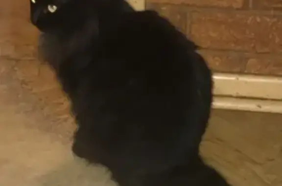 Lost Black Fluffy Cat on Coppl...