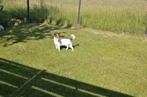 Jack Russel trouvé Rue de la Mairie - photo