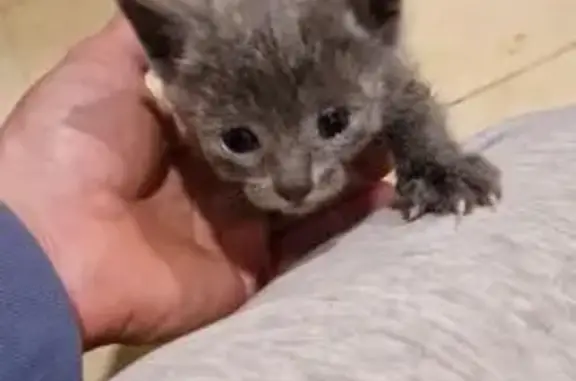 Gata gris plata hallada en Seg...