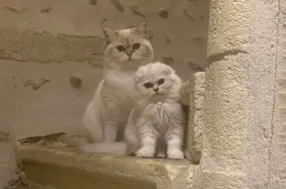 Chaton femelle perdue, pelage blanc/gris - photo