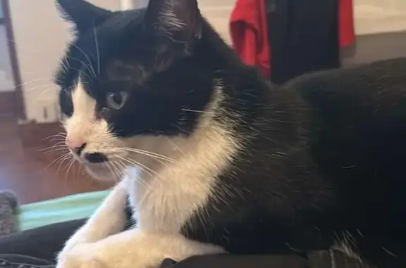 Chat perdu, tache noire visage, Lussant - photo
