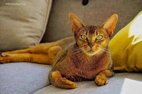Perdue: Chatte Abyssin Jelly à Rambouillet - photo