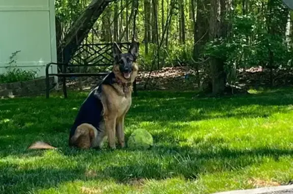 Lost Dog: Black & Tan, Burgundy Collar