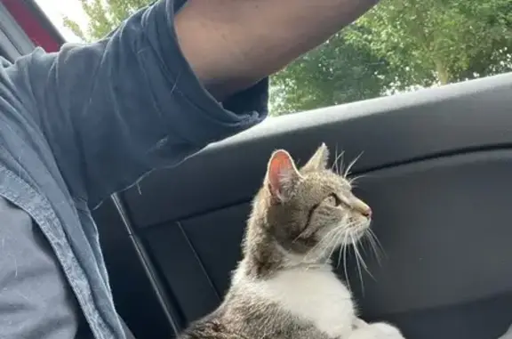Chat câlin trouvé à La Crèche (Nouvelle-Aquitaine) - photo