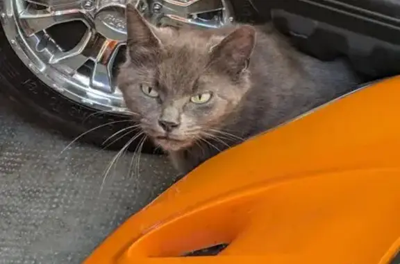 Chatte grise craintive avec son bébé à Nancy - photo