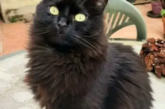 Chat perdu, Bédarrides, photo: Chat noir perdu, Moussi, 2 ans, Bédarrides