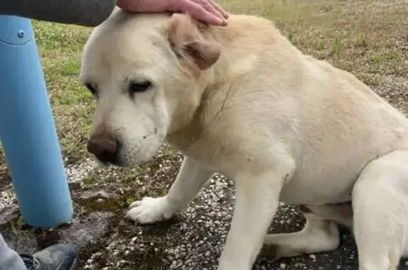 Animaux trouvés , photo: Chien âgé trouvé près de la machine à pizza