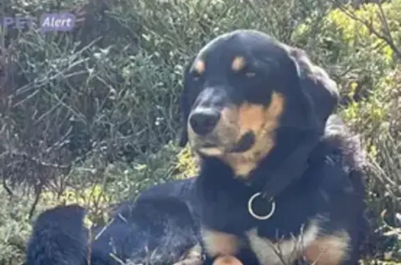 Animaux trouvés Saint-Julien-Chapteuil, photo: Chien noir à poil court trouvé à Chaize